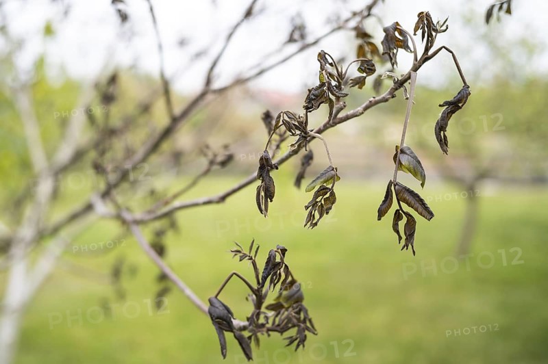 Frozen walnut leaves by spring frosts