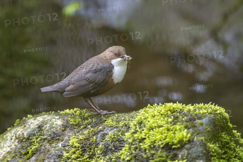 White-throated Dipper (Cinclus cinclus), at a torrent with larvae in its beak, Rhineland-Palatinate, Germany