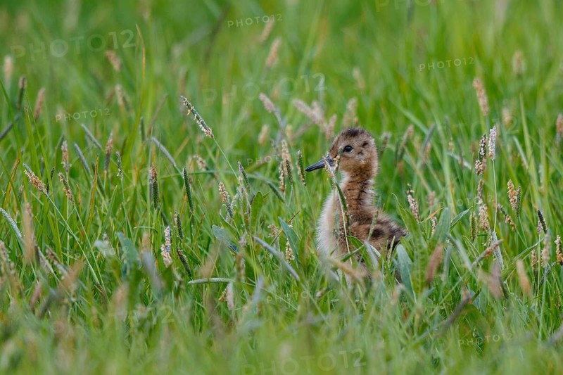 Black-tailed Godwit (Limosa limosa) juvenile, Netherlands