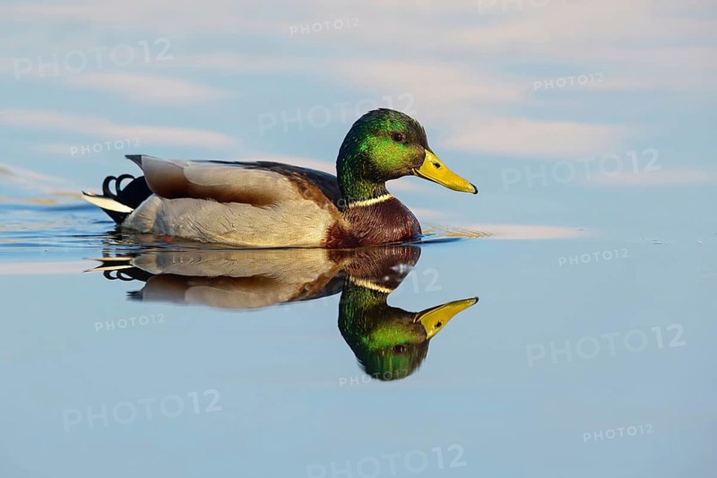 Mallard, (Anas platyrhyncho), drake, male, swims, waters, duck birds, NSG Wagbachniederung, Baden-Württemberg, Germany