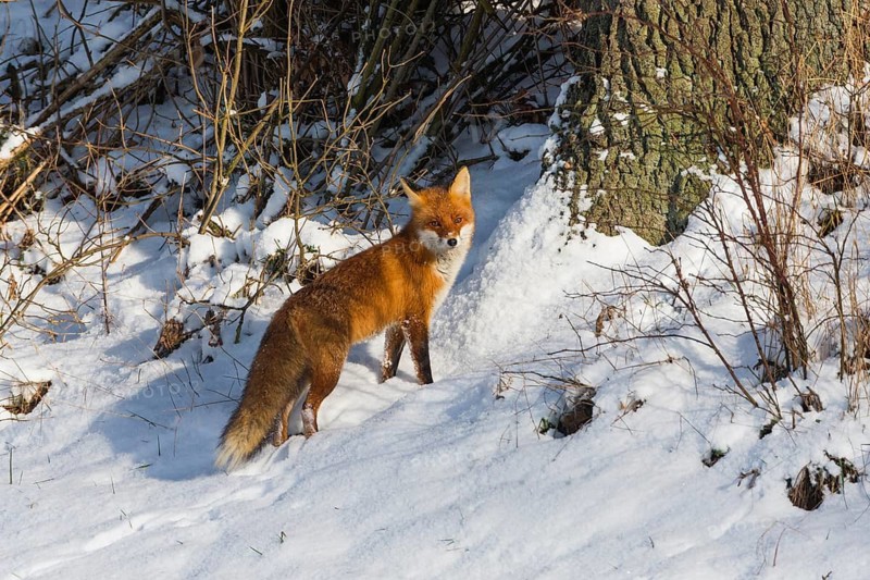 European Red Fox (Vulpes vulpes), on a snow covered field in winter, alert, looking over its shoulder, Hesse, Germany