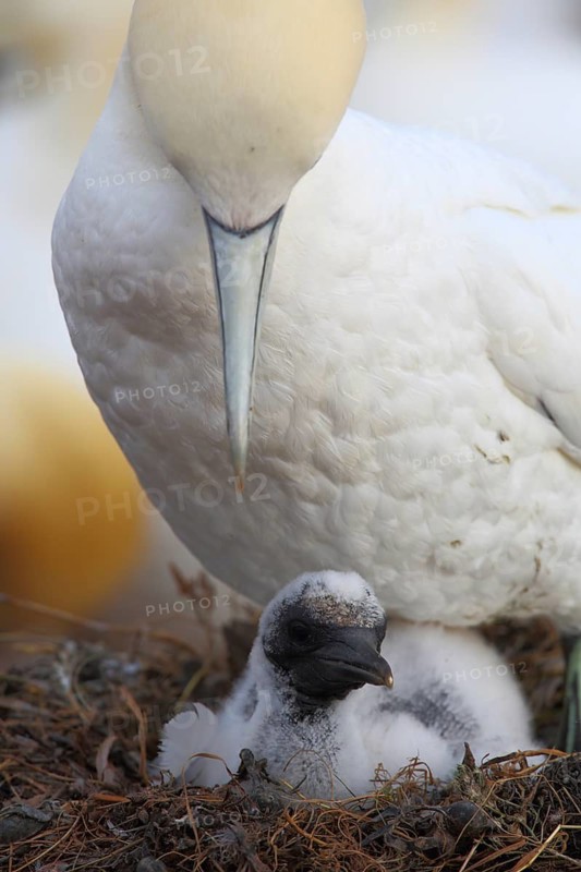 Northern Gannet (Morus bassanus) chick in nest, Schleswig-Holstein, Germany