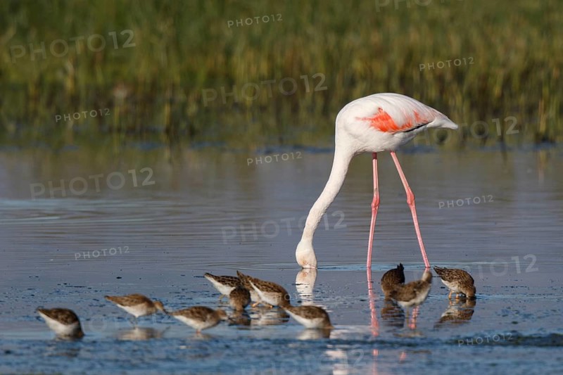 Greater Flamingo & Ruff (Phoenicopterus roseus & Calidris pugnax) foraging in shallow water, Greece