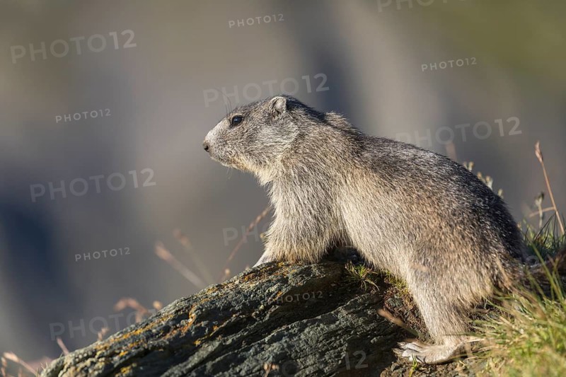 One young Alpine Marmot, Marmota marmota, standing on a rock in early morning light. Side view. Mountains in the distant background. Grossglockner high alpine road, Hohe Tauern National Park, Austria
