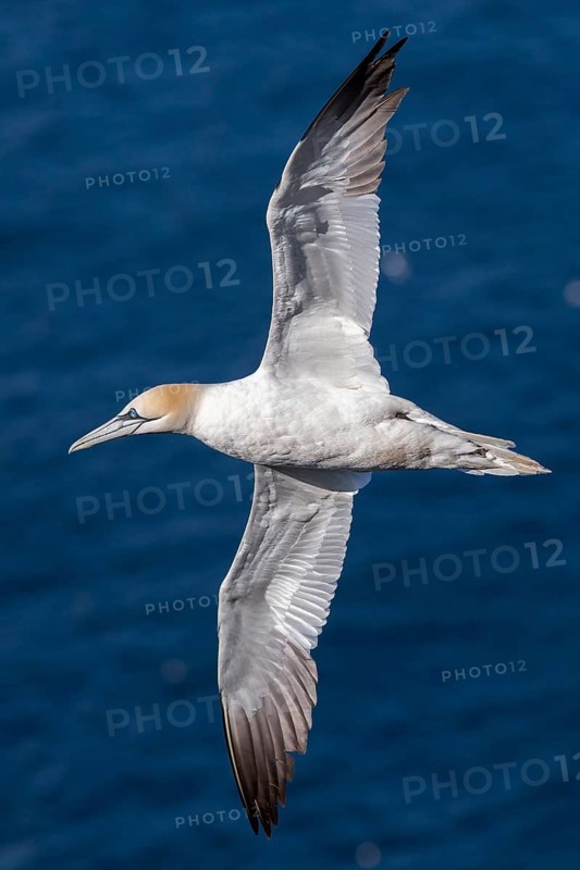 Northern Gannet (Morus bassanus), flying, East Yorkshire, United Kingdom