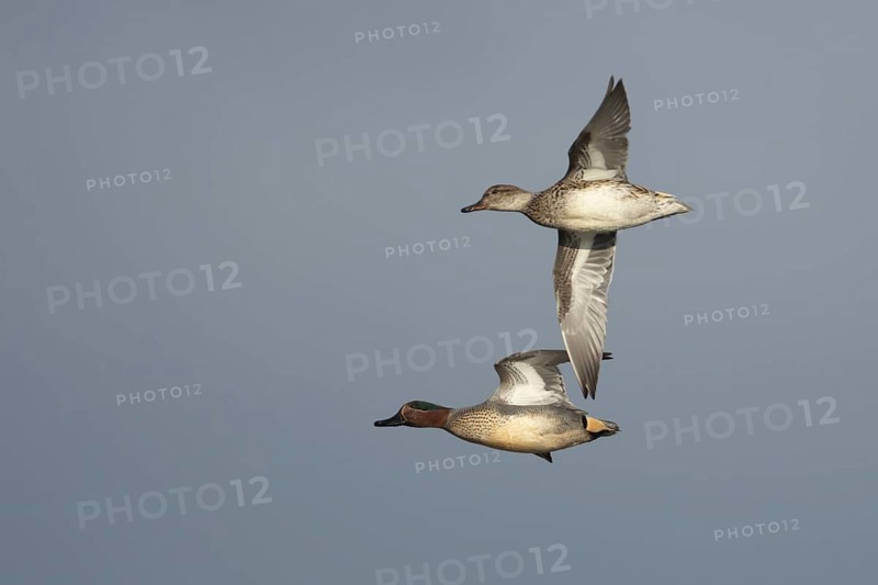 Common teal duck (Anas crecca) adult male and female ducks birds in flight, England, United Kingdom
