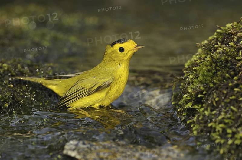 Wilson's Warbler (Cardellina pusilla), British Columbia, Canada