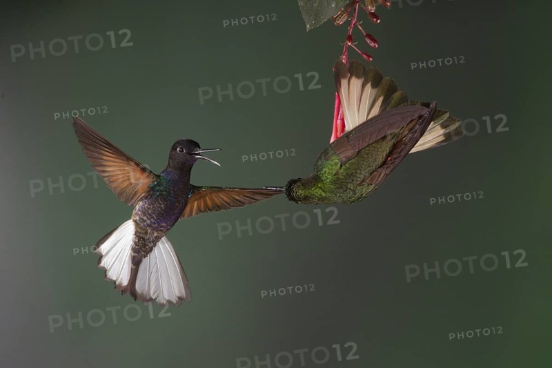 A Velvet-purple Coronet (left) and a Buff-tailed Coronet fight over a prized flower. These are 2 of about 150 species of hummingbirds which live in Ecuador
