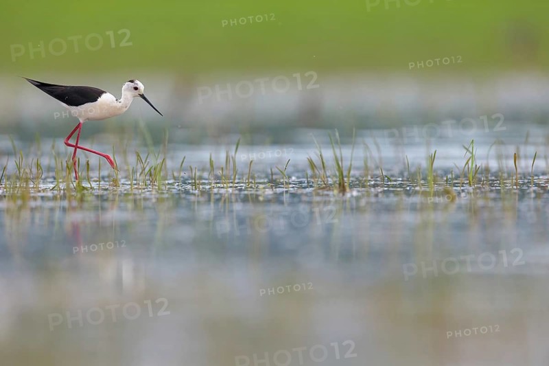 Black-winged Stilt, (Himantopus himantopus), avocet family, biotope, habitat, foraging, Floating Hide fixed, Tiszaalp-r, Kiskuns-gi National Park, B-cs-Kiskun, Hungary