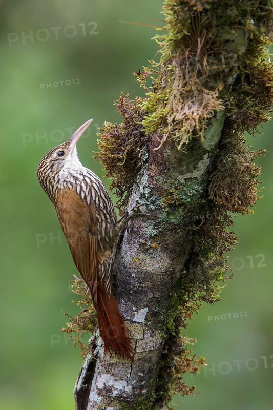 Scaled Woodcreeper (Lepidocolaptes squamatus) perched on a branch in the Atlantic rainforest of southeast Brazil