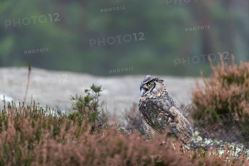 One adult Great horned owl (Bubo virginianus) sitting on the ground between heather. A forest in green and yellow autumn colors in the background