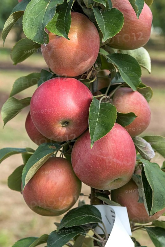 Columnar apple (Malus domestica 'Berbat'), columnar apple, woody plant