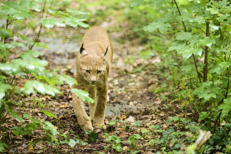 Eurasian lynx (Lynx lynx) walking through a forest, Bavaria, Germany