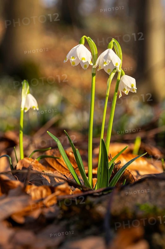 Close-up of three blooming spring knotflowers (Leucojum vernum), also known as marsh fritillaries, in the warm evening light surrounded by foliage on the ground of a forest, Lower Saxony, Germany