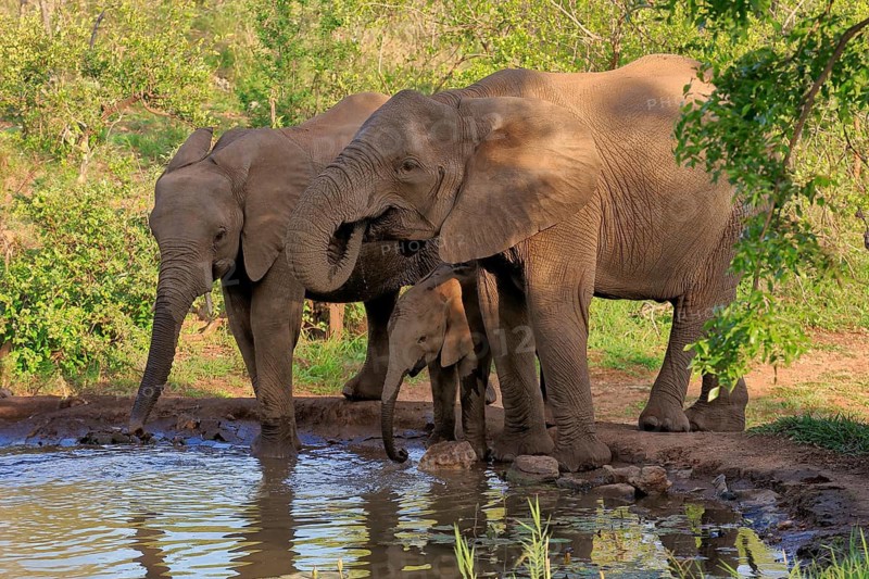 African elephant (Loxodonta africana), juvenile, mother, adult, female, group, at the water, drinking, Kruger National Park, Kruger National Park, South Africa