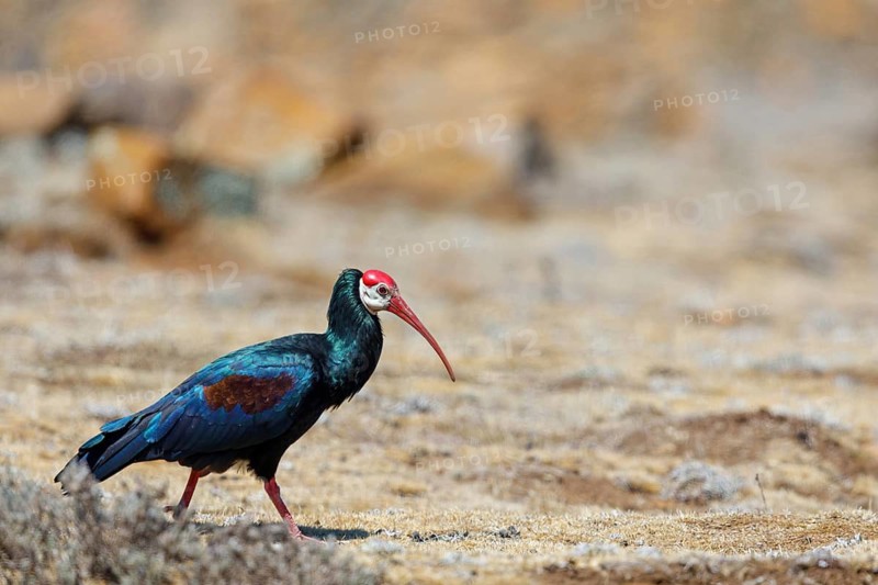 Bald Ibis, (Geronticus calvu), Smooth-necked Ibis. Ibis, biotope, foraging, Africa, Giant's Castle Hide, Imbabazane Local Municipality, KwaZulu-Natal, South Africa