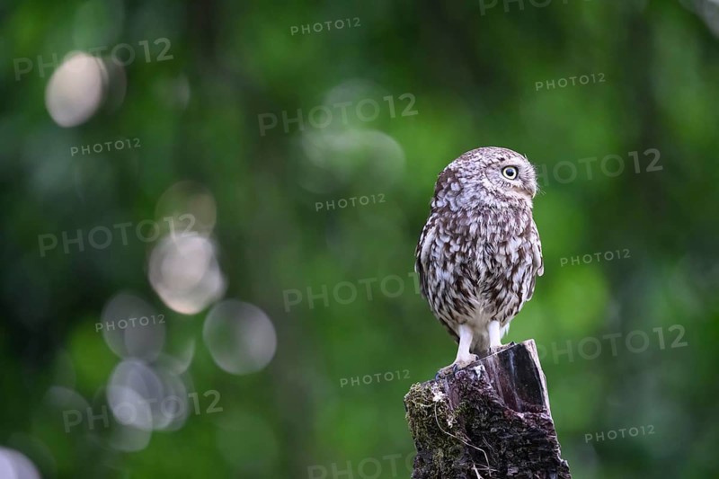 A little owl (Athene noctua) sitting alone on an old willow pole in front of a soft green background surrounded by some bouquet patterns, Osnabrücker Land, Lower Saxony, Germany