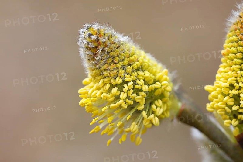 Willow kitten, willow kitten, flower, blossoms, spring, tree, nature, allergy, allergen, pollen, yellow, Siegerland, North Rhine-Westphalia, Germany