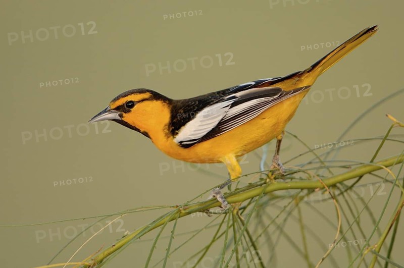 Bullock's Oriole (Icterus bullockii), Arizona, USA