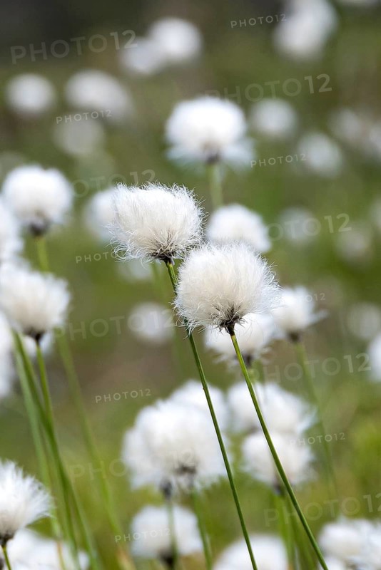 Common cottongrass (Eriophorum angustifolium),  Switzerland