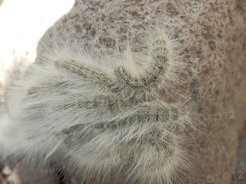 Close-up of caterpillars (eruca) of the processionary moth (thaumetopoeinae) on the surface of a rock, Unesco World Heritage Site, Lalibela Rock Church, Ethiopia