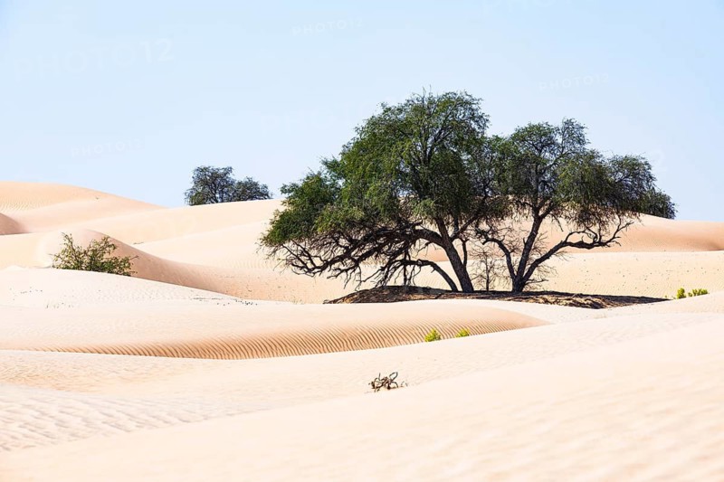 Trees in the sand dunes, Rub al Khali desert, Dhofar province, Arabian Peninsula, Sultanate of Oman