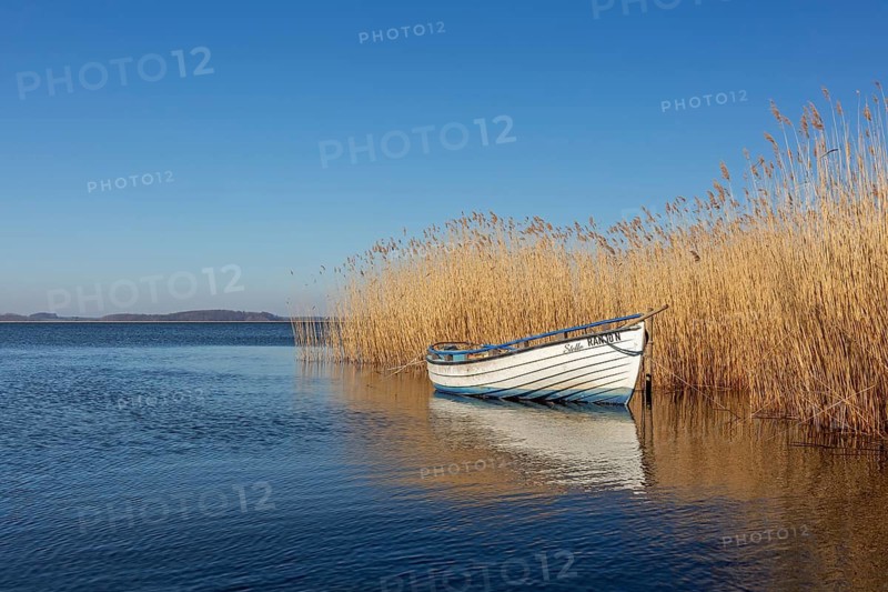 Rowing boat, rowboat along reed bed near Warthe, Rankwitz at the Lieper Winkel on the island of Usedom, Mecklenburg-Vorpommern, Germany