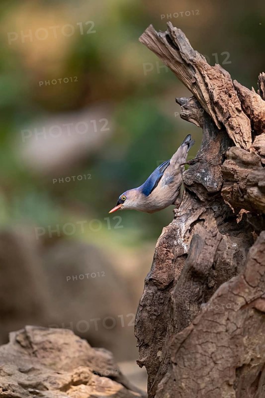 Velvet-fronted Nuthatch (Sitta frontalis frontalis), Yunnan, China