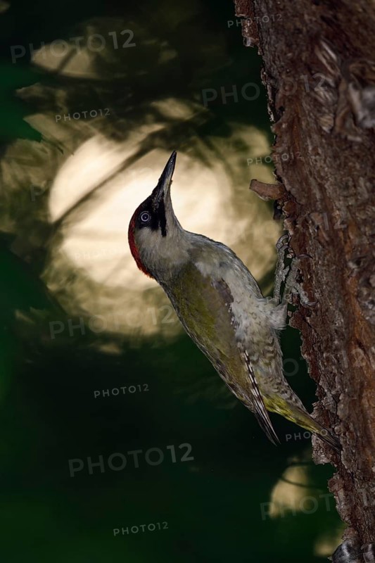 European Green Woodpecker (Picus viridis) female climbing tree trunk, North Rhine-Westphalia, Germany