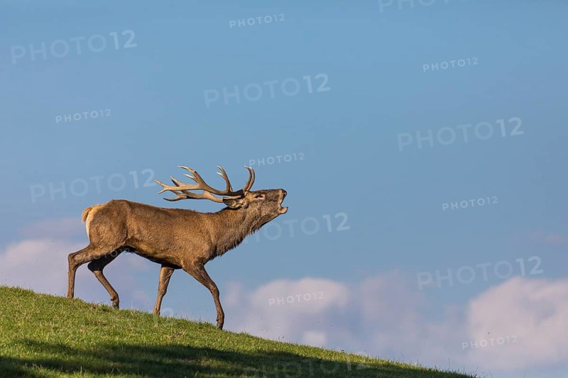 One Red Deer stag (Cervus elaphus) walking down a meadow on hilly ground. Blue sky with some white clouds in the background