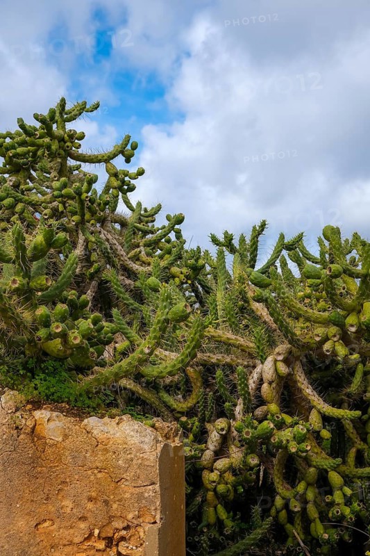 Sagres, Algarve, Portugal - Cactus hedge behind an old wall