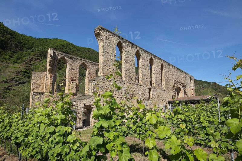 Monastery ruins Stuben in den Weinreben, wine-growing region, Bremm, Mittelmosel, Moselle, Rhineland-Palatinate, Germany