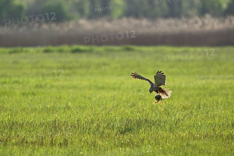 Montagu's harrier (Circus pygargus), with nesting material in the catches, Lake Neusiedl National Park, Burgenland, Austria