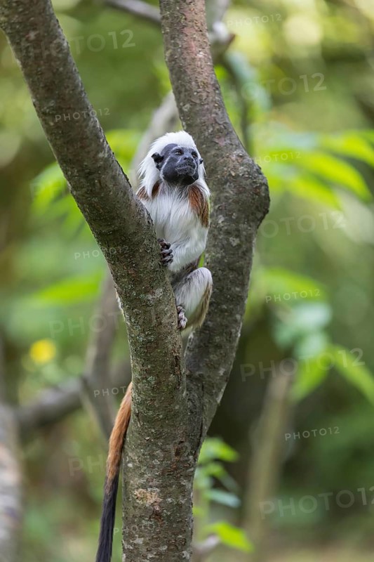 One cotton-top tamarin (Saguinus oedipus)is sitting in a tree. A forest with green leaves in the background