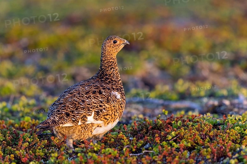 Grouse, ptarmigan, pheasant family, ruffed grouse, (Lagopus lagopus), animals, birds, chickens, Varanger, Finnmark, Norway