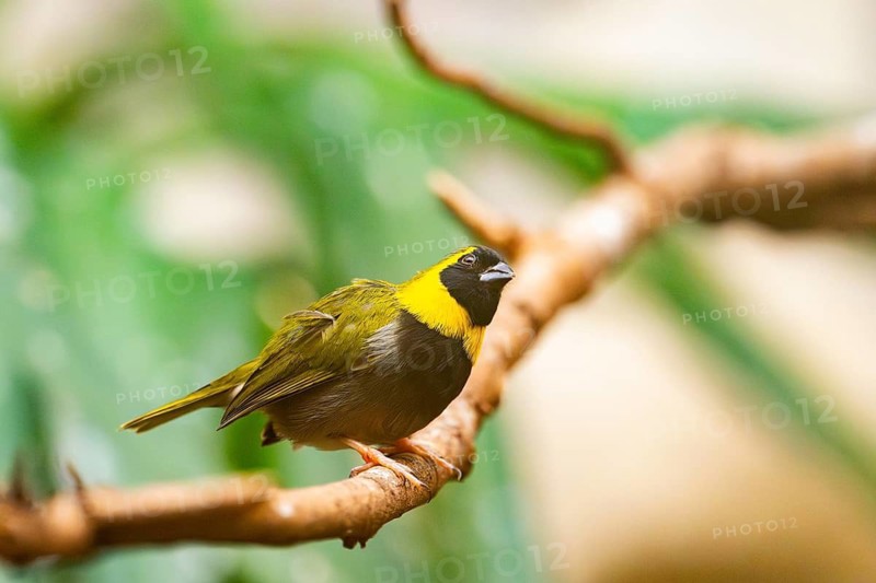 Cuban Finch, (Tiaris canora) or (Tiaris canorus), adult male sitting on a branch, captive