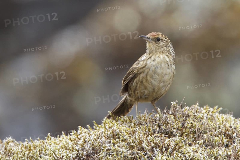 Scribble-tailed Canastero (Asthenes maculicauda) perched on a rock in Bolivia, South America