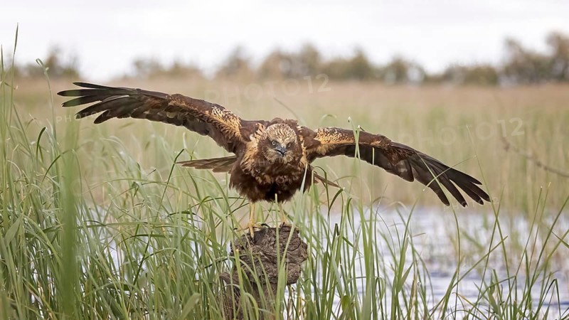 Marsh harrier (Circus aeruginosus) medium-sized bird of prey, female, hunting in reeds, on the hunt, looking for prey, foraging, defending own territory, flying, wingspan, Toledo, Spain
