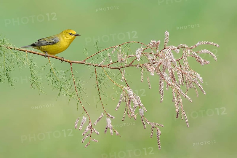 Blue-winged Warbler (Vermivora cyanoptera) female perched on a branch, Texas, USA