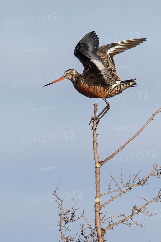Hudsonian Godwit (Limosa haemastica) perched in a tree near Churchill, Manitoba, Canada