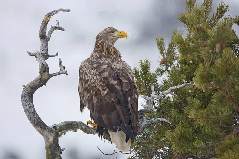 White-tailed Eagle (Haliaeetus albicilla), Norway