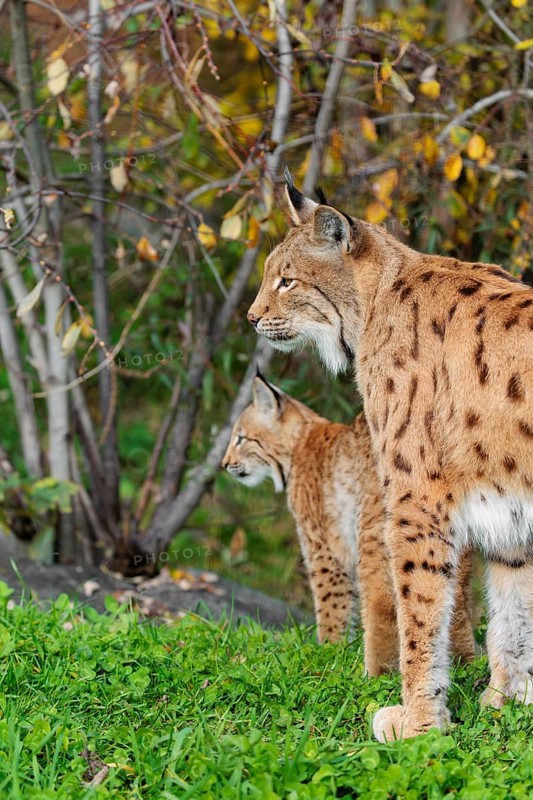 A female Eurasian lynx (Lynx lynx) stands with her kitten on a green meadow at the edge of a forest