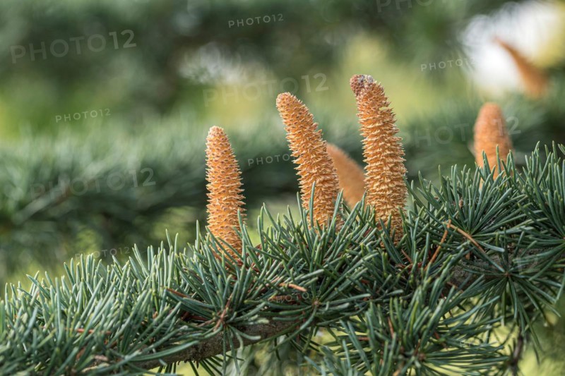 Himalayan cedar (Cedrus deodara 'Eisregen'), male flower, Weihenstephan Gardens, Germany