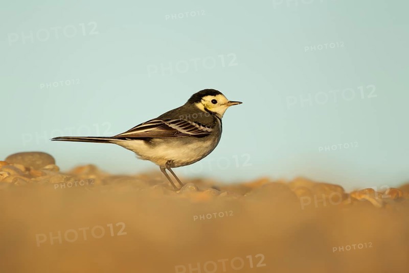 Pied wagtail (Motacilla alba) adult bird on a shingle beach, England, United Kingdom