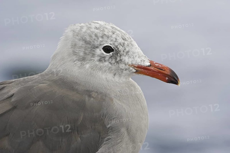 Heermann's Gull (Larus heermanni), British Columbia, Canada