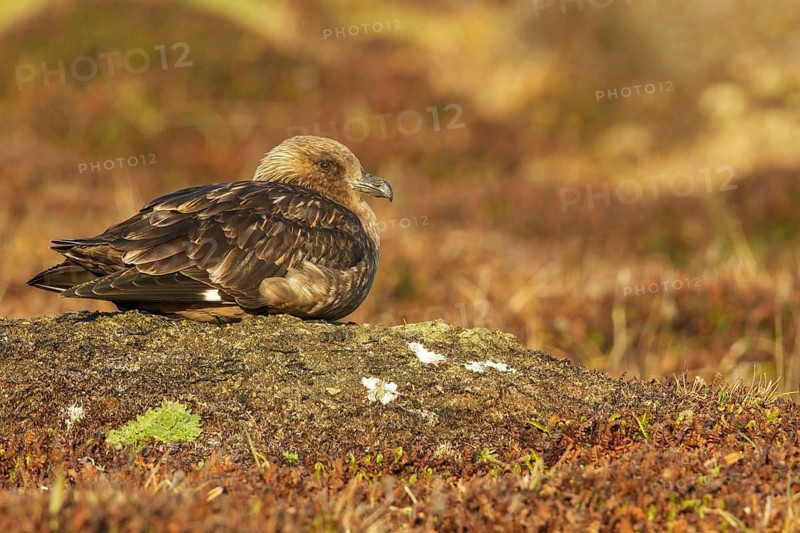 Brown (Subantarctic) Skua (Stercorarius antarcticus lonnbergi) perched on the ground in the Falkland Islands