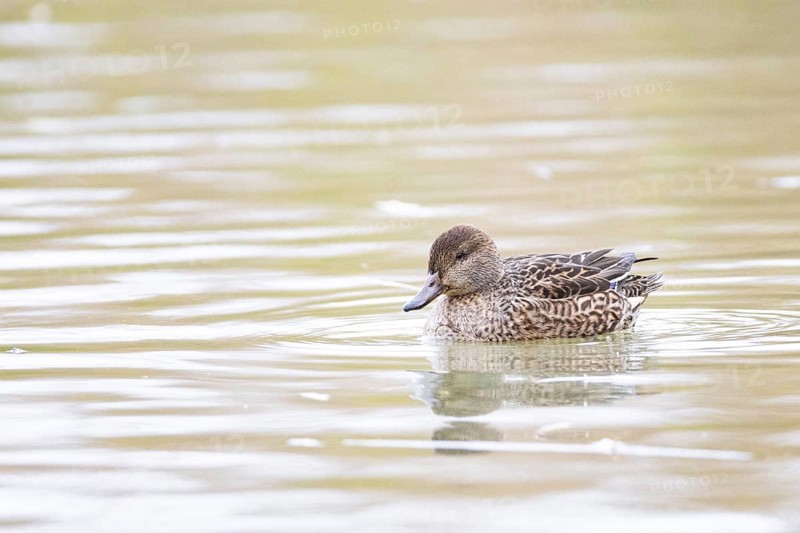 Teal (Anas crecca) wbl Germany