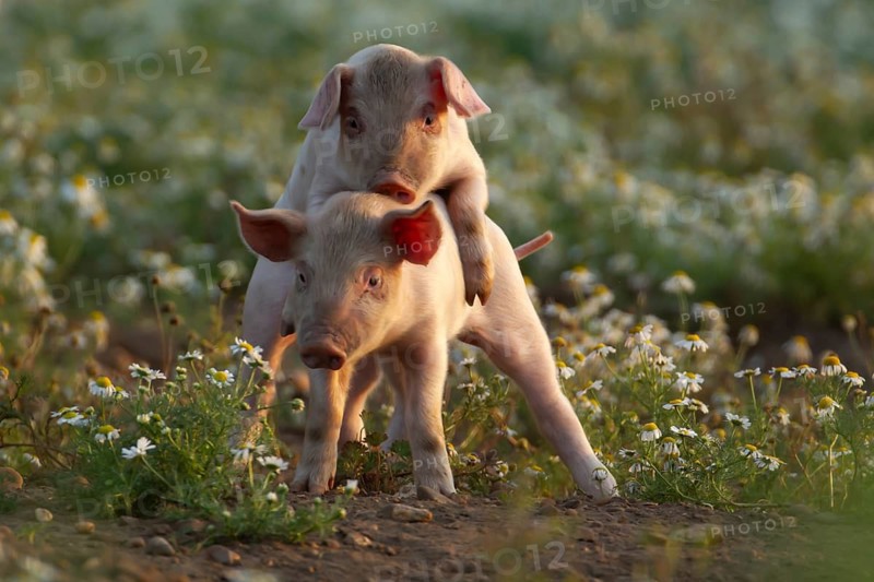 Domestic pig (Sus scrofa domesticus) two juvenile baby piglets farm animals playing together in a field with summer flowers, England, United Kingdom