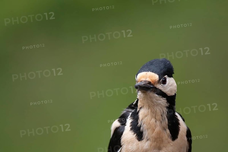 Great spotted woodpecker (Dendrocopos major) adult bird head portrait, Finland