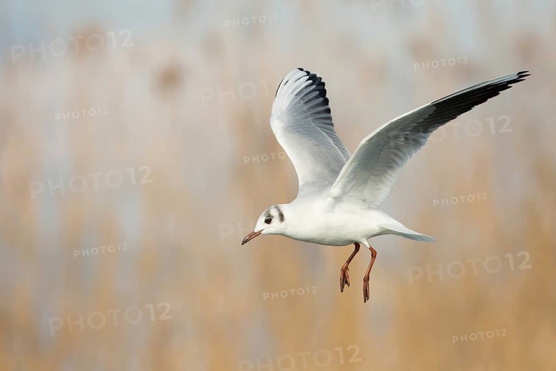 Black-headed Gull (Chroicocephalus ridibundus) flying, St. Gallen, Switzerland